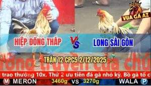 Trận 12 CPC5 2/12/2025 - Gà Bướm Anh Long Đâm Khét Bông Bại Liệt