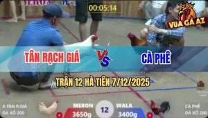 Trận 12 Hà Tiên 7/12/2025 - Điều Đá 1 Tăng Úa Cọp Anh Tân Ra Máu Lỏng