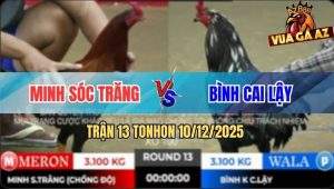 Trận 13 TonHon 10/12/2025 - Gà Điều Anh Minh Lên 2 Đá Xanh Bông Hư Giò