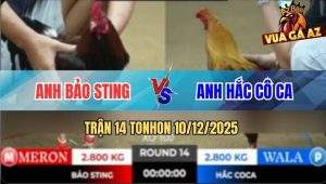 Trận 14 TonHon 10/12/2025 - Anh Bảo Sting Gãy 3 Trận Liên Tiếp