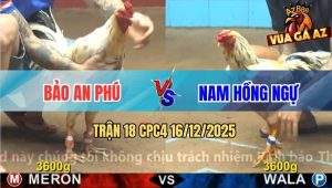 Trận 18 CPC4 16/12/2025 - Bướm Anh Nam Lên Sân Đấu Để Quên Cựa Ở Nhà