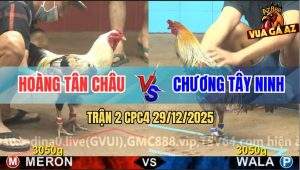 Trận 2 CPC4 29/12/2025 - Gà Xám May Độ Có Chân Cứu Chủ Về Bờ