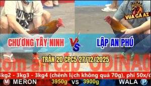 Trận 20 CPC5 27/12/2025 - Gà Que Đá Lớp 1 Điều Phun Lửa Nằm Bất Động