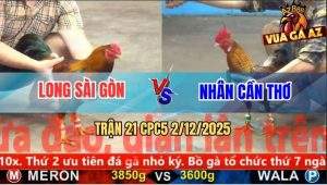 Trận 21 CPC5 3/12/2025 - Gà Cú Dập Liên Hồi, Vàng Né Đâu Cũng Chết