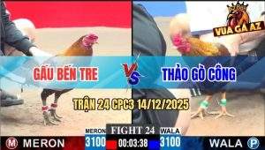 Trận 24 CPC3 14/12/2025 - Gà Cú Đề Ba Cặp Ngực Điều Bông Chạy Bay Bồ
