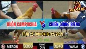 Trận 25 TonHon 10/12/2025 - Gà Khét Anh Đuôn Đá Chân Chí Mạng Lấy Tiền