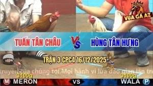 Trận 3 CPC4 16/12/2025 - Bướm Anh Hùng Đá Gà Que Gãy Cổ Chêt Tươi