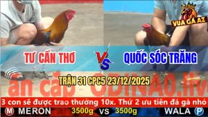 Trận 31 CPC5 23/12/2025 - Điều Chân Chì Đụng Máy Đâm Điều Chân Xanh