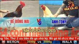 Trận 34 CPC5 6/12/2025 - Anh Bé Và Anh Tony So Nài Bất Phân Thắng Bại