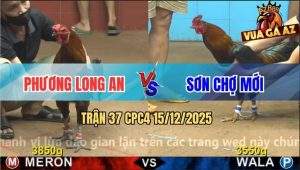 Trận 37 CPC4 15/12/2025 - Gà Que Anh Sơn Kém 3 Chấm Đá Vàng Bít Cửa Về