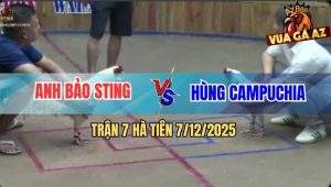 Trận 7 Hà Tiên 7/12/2025 - Bướm Bảo Sting Chặn Hụt 2 Chân Nằm Gọn Đống