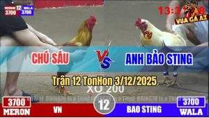 Trận 12 TonHon 3/12/2025 - Úa Hiệu Bảo Sting Có Chân Xạo Lờ Lụm Xổ 200