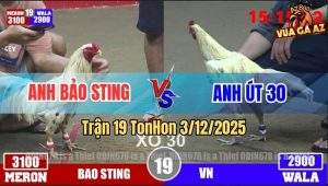 Trận 19 TonHon 3/12/2025 - Bướm Hiệu Bảo Sting Lên 2 Đá Xanh Chết Đứng