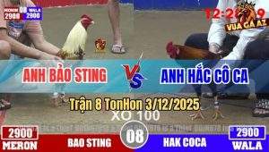 Trận 8 TonHon 3/12/2025 - Bảo Sting Sửa Gà Lụm Xổ 100 Trong Gang Tấc