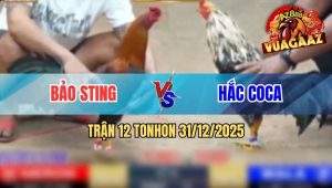 Trận 12 Tonhon 31/12/2025