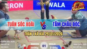 Trận 1 Xà Xía 29/1/2026 - Gà Cú Anh Tâm Đá Bướm Chết Lúc Nào Không hay