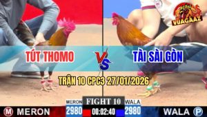 Trận 10 CPC3 27/1/2026 - Gà Vàng Anh Tài Nuốt Ói Phản Ăn 1 Đẳng Cấp