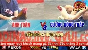 Trận 10 CPC5 10/1/2026 - Anh Nu Thả Gà Úa Hạ Gà Đỏ Không Dĩnh Mũi Cựa