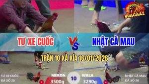 Trận 10 Xà Xía 16/1/2026 - Xanh Phóng Bạc Đõ Vũ 2 Bát Gục Luôn Tại Chỗ