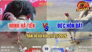 Trận 10 Xà Xía 21/1/2026 - Gà Bướm Anh Đức Bẻ Xương Sống Bướm Anh Minh