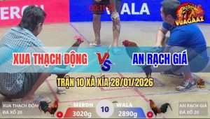 Trận 10 Xà Xía 28/1/2026 - Gà Que Đâm Điều Vàng Rút Hình Nằm Một Đống