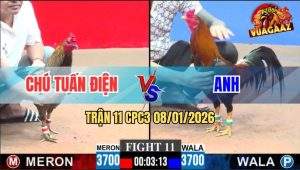 Trận 11 CPC3 8/1/2026 - Xám Cọp Chú Tuấn Điện Đá Như Cái Máy