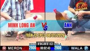 Trận 12 CPC3 8/1/2026 - Úa Má Minh Quá Trâu Điều Đâm Không Thấm