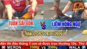 Trận 12 CPC5 28/1/2026 - Gà Que Lướt Ói Đâm Khét Anh Tuấn Nằm Đống