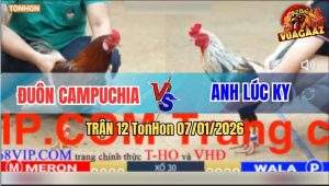 Trận 12 TonHon 7/1/2026 - Điều Đá Như Cây Đập Chuối Sụm Tỳ Nằm Đống