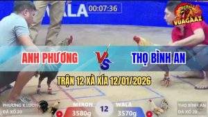 Trận 12 Xà Xía 12/1/2025 - Bướm Cú Đá Đúng 1 Chân Cho Chuối Đăng Xuất