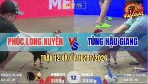 Trận 12 Xà Xía 16/1/2026 - Nài Xanh Quá Cáo Khiến Gà Đỏ Bỏ Ô Huề