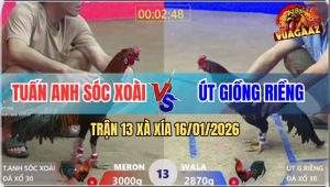 Trận 13 Xà Xía 16/1/2026 - Xanh Anh Út Né Hay Đâm Đỏ Thủng Mu Lưng