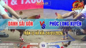 Trận 13 Xà Xía 24/1/2026 - Gà Cú Gồng Nước Khuya, Đâm Xám Nằm Một Đống