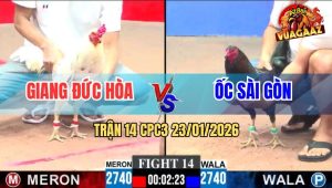 Trận 14 CPC3 23/1/2026 - Bướm Anh Giang Đá Gà Que Hết Thấy Đường Về