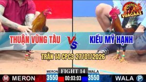 Trận 14 CPC3 27/1/2026 - Điều Xanh Đâm Đỏ Nằm Đống Sau 1 Tay Nước