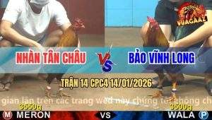 Trận 14 CPC4 14/1/2026 - Khét Anh Nhàn Quá Trâu Vàng Đâm Không Thấm