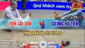 Trận 14 Xà Xía 22/1/2026 - Gà Vàng Canh Đúng Nhịp Đâm Bướm Lìa Đời