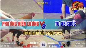 Trận 14 Xà Xía 24/1/2026 - Chuối Vàng Anh Tư Đá 1 Tăng, Điều Gãy Cổ