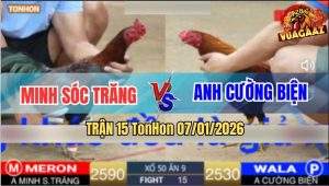 Trận 15 TonHon 7/1/2026 - Gà Que Anh Minh Đá Gà Anh Cường Bại Liêt