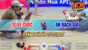 Trận 15 Xà Xía 31/1/2026 - Bướm Kém 7 Chấm Đá Vàng Chạy Trối Chết