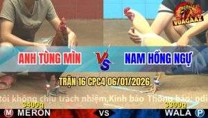 Trận 16 CPC4 6/1/2026 - Điều Cọp Tùng Mìn Đâm Mình Gà Úa Như Cái Rổ