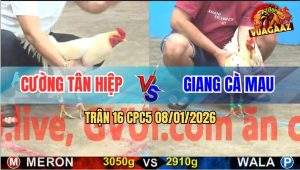 Trận 16 CPC5 9/1/2026 - Bướm Anh Giang Đá Úa Anh Cường Kêu Oác Oác