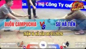 Trận 16 Xà Xía 8/1/2026 - Gà Chuối Anh Sử Đang Thắng Tang Bỏ Miệng Hòa