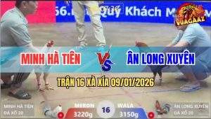 Trận 16 Xà Xía 9/1/2026 - Bướm Đá 2 Chân Gà Que Đập Cánh Xin Hàng