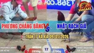 Trận 17 Xà Xía 9/1/2026 - Điều Đỏ Đá Quá Đâm, Nài Xanh Xin Thua Non