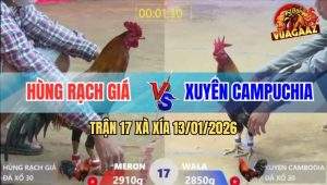 Trận 17 Xà Xía 13/1/2026 - Gà Anh Kiểm Đâm Đối Thủ Ói, Bỏ Chạy Mất Xác