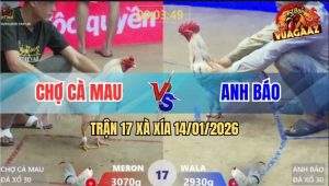 Trận 17 Xà Xía 14/1/2026 - Bướm Lá Đâm Phát Nào Bướm Dâu Ói Cơm Tới Đó