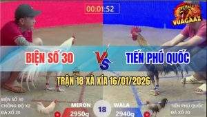 Trận 18 Xà Xía 16/1/2026 - Gà Úa Chồng Độ Đá Cú Ngửa Bụng Chỉ 1 Chân