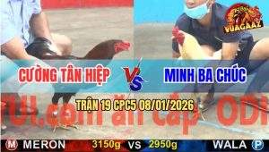 Trận 19 CPC5 9/1/2026 - Điều Anh Cường Có Chân Khai Tử Gà Úa Quá Hay