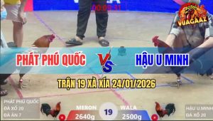 Trận 19 Xà Xía 24/1/2026 - Gà Xám Anh Phát Vô Kính Sợ Máu Bỏ Miệng